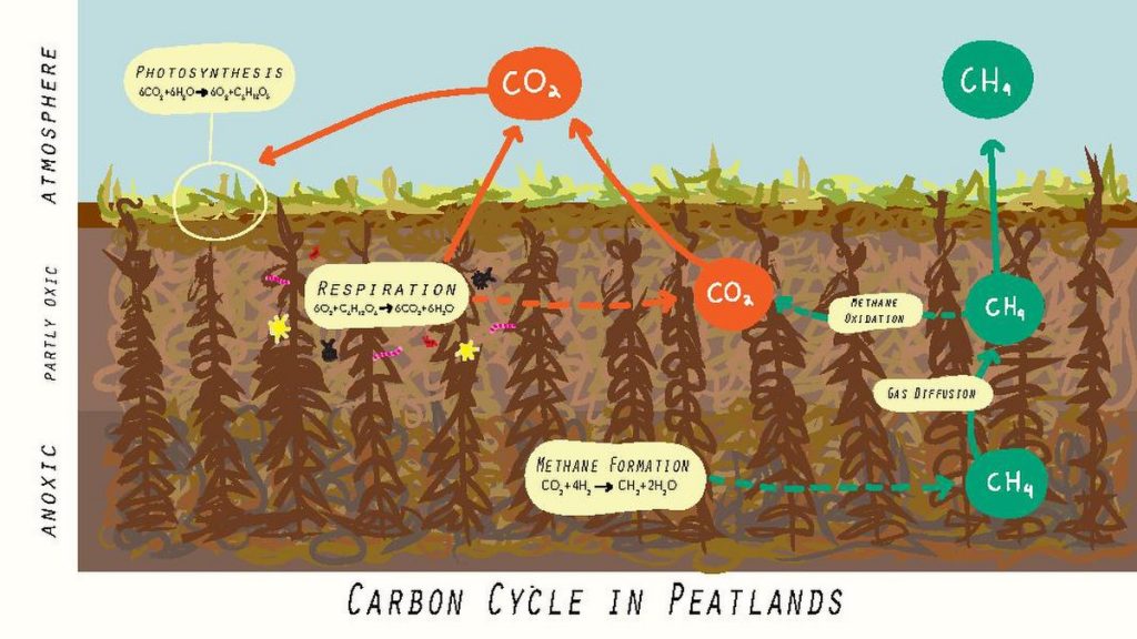 siklus karbon peatland