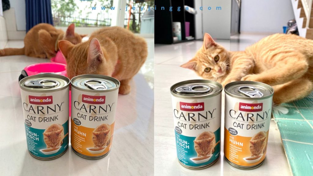 rekomendasi snack kucing