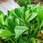 manfaat daun sirih untuk kesehatan