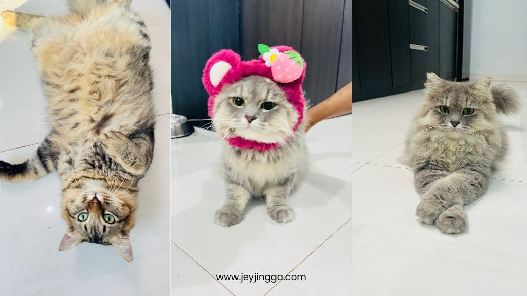 tantangan merawat kucing