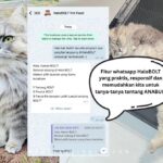 HaloBOLT solusi whatsapp personal