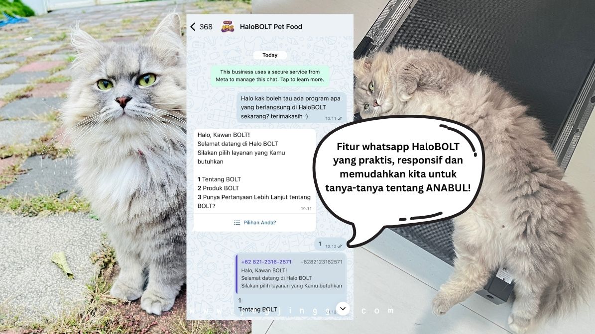 HaloBOLT solusi whatsapp personal