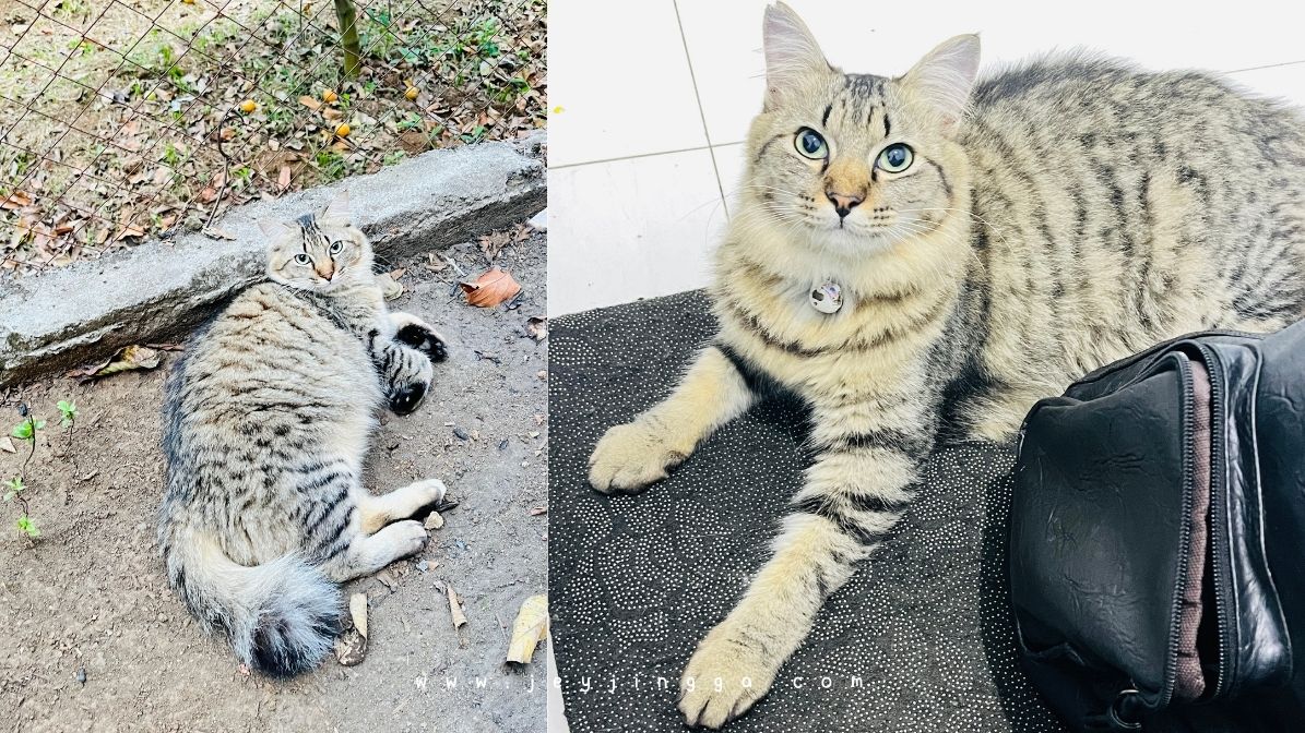 kenalan dengan HaloBOLT